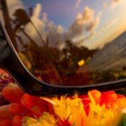 The Maui Jim Bamboo Forest H415-26B